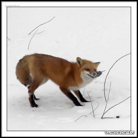 ������� ������ �������� �� �����